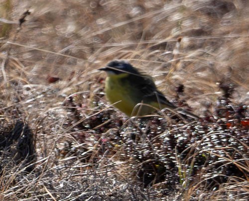 Eastern Yellow Wagtail - ML620823319