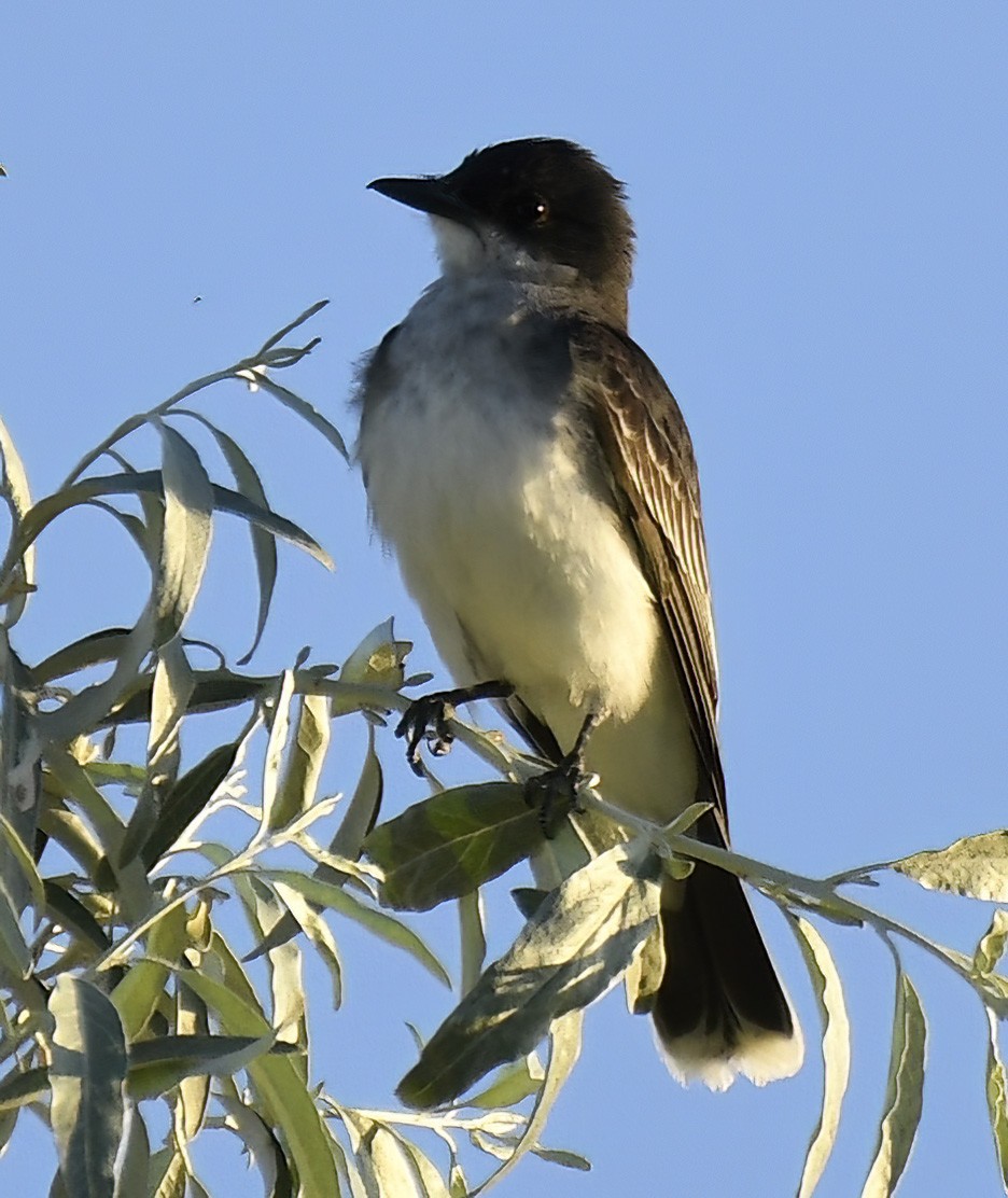 Eastern Kingbird - ML620823322