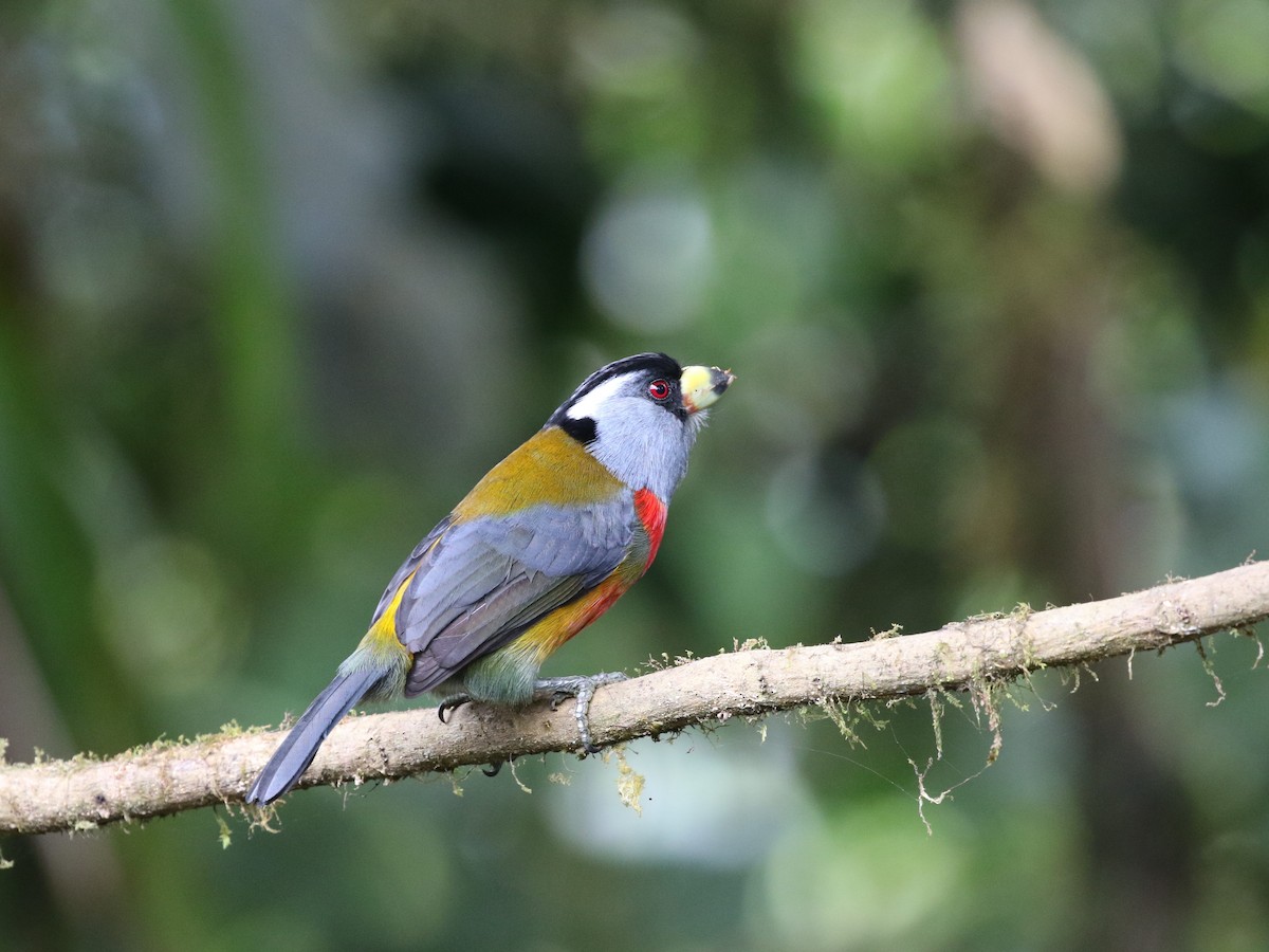 Toucan Barbet - ML620823323