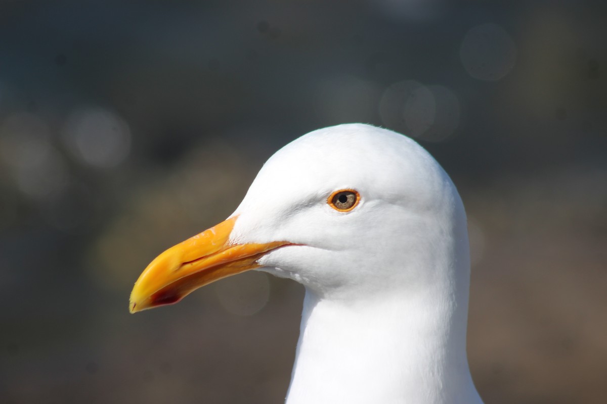 Western Gull - ML620823324