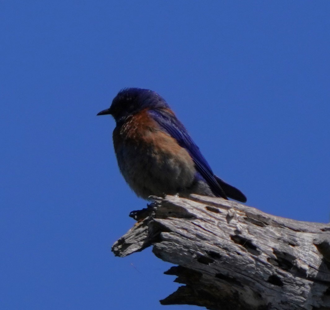 Western Bluebird - ML620823329