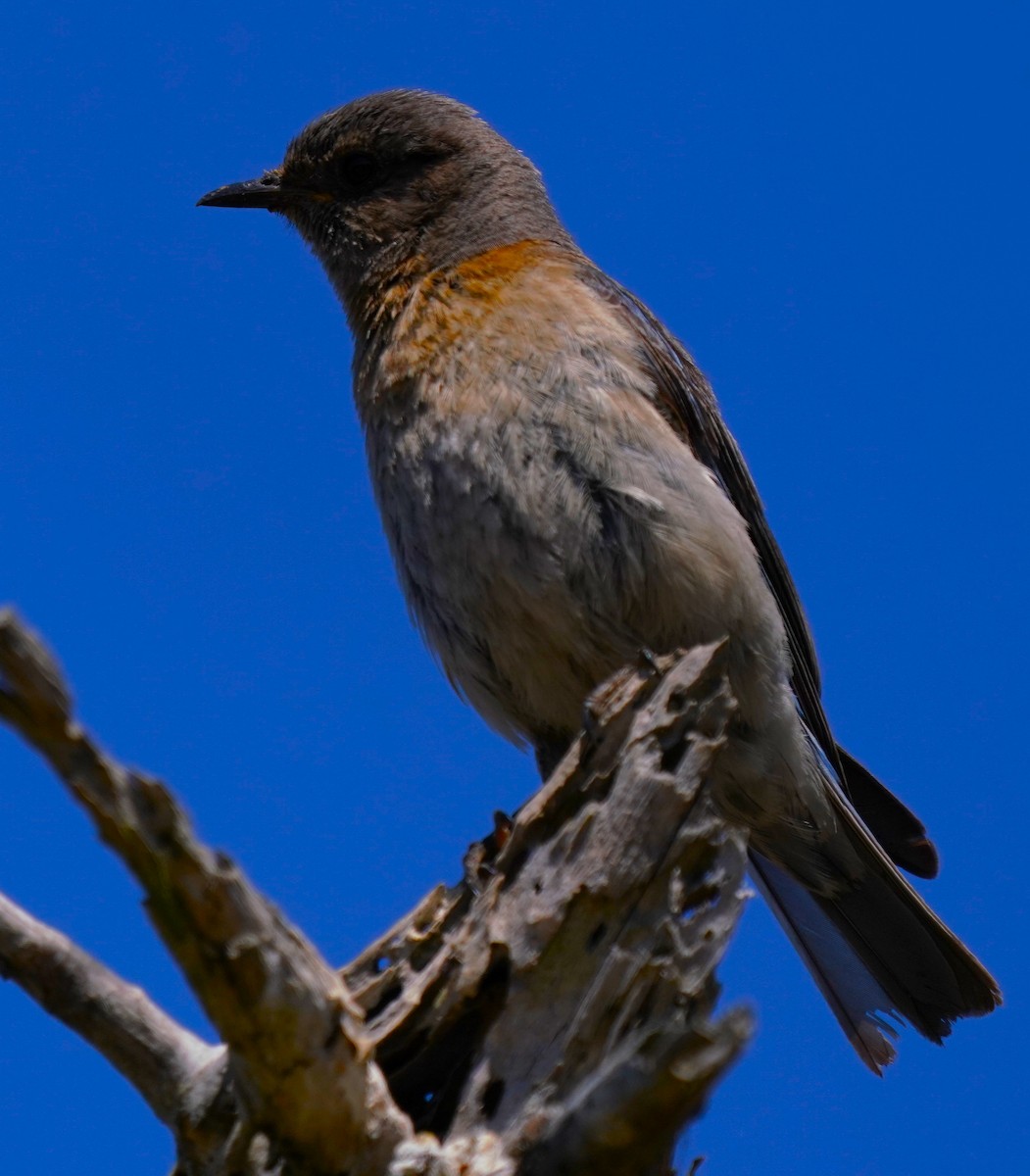 Western Bluebird - ML620823330