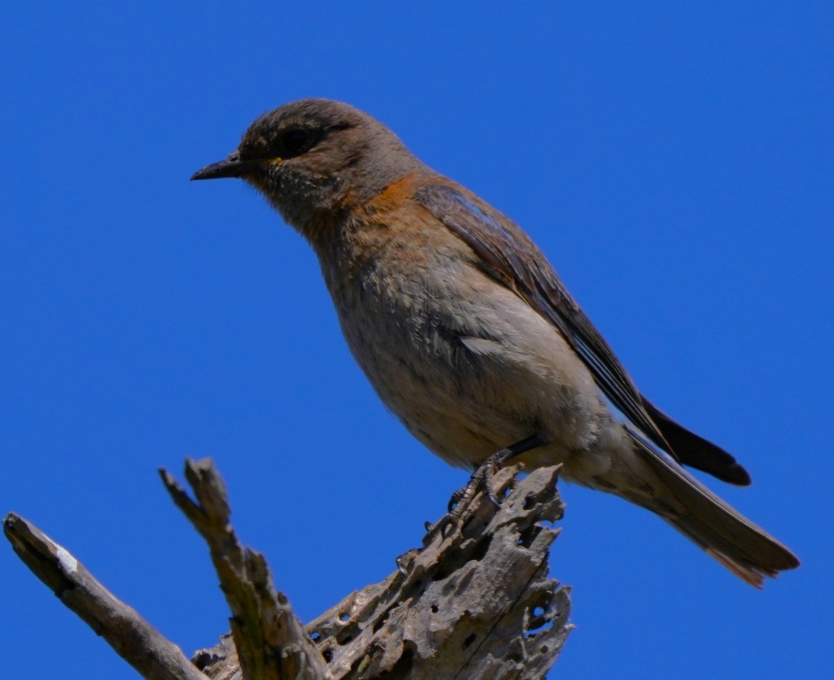 Western Bluebird - ML620823332