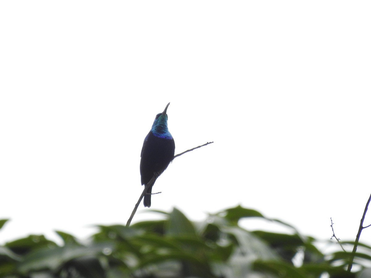 Malagasy Sunbird - ML620823337