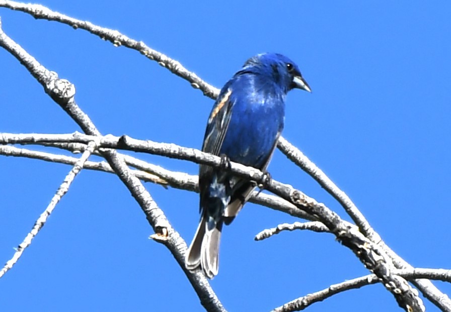 Guiraca bleu - ML620823342