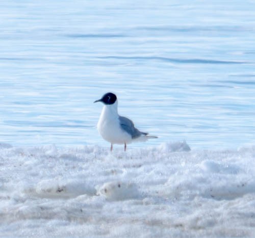 Bonaparte's Gull - ML620823355