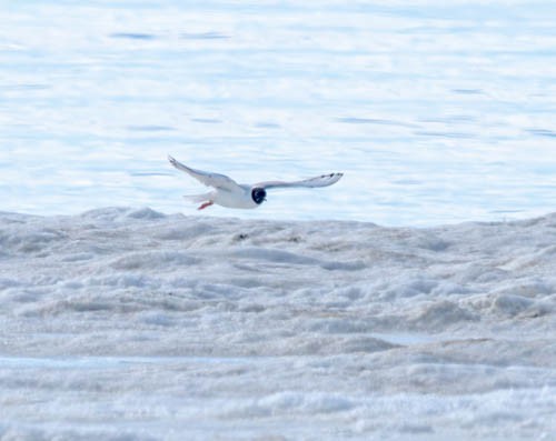 Bonaparte's Gull - ML620823356