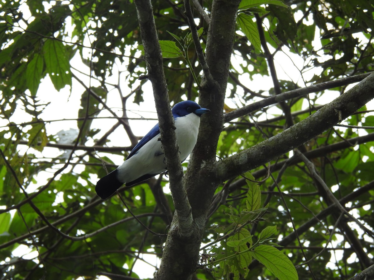 Vanga Azul (madagascarinus) - ML620823358