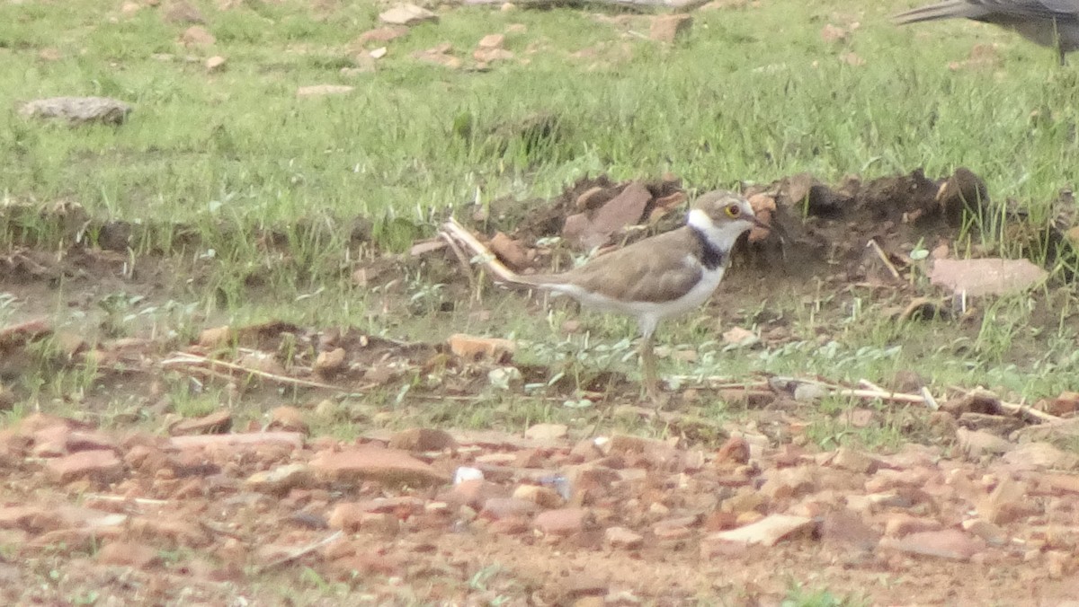 Little Ringed Plover - ML620823359