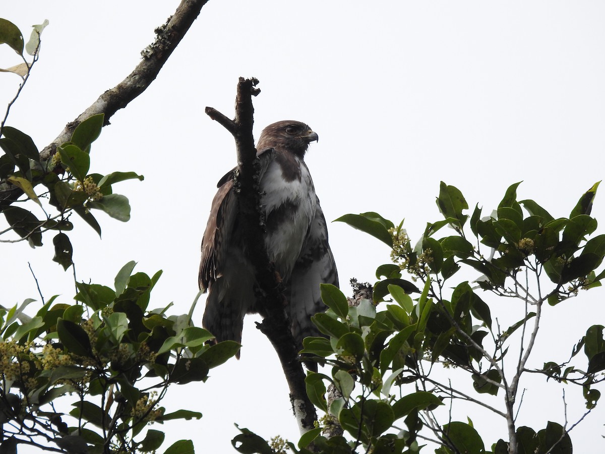 Madagascar Buzzard - ML620823362