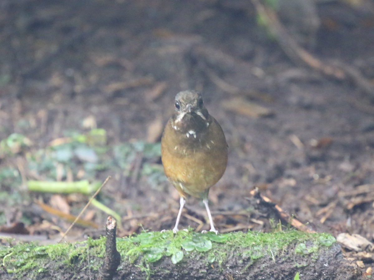 Moustached Antpitta - ML620823365