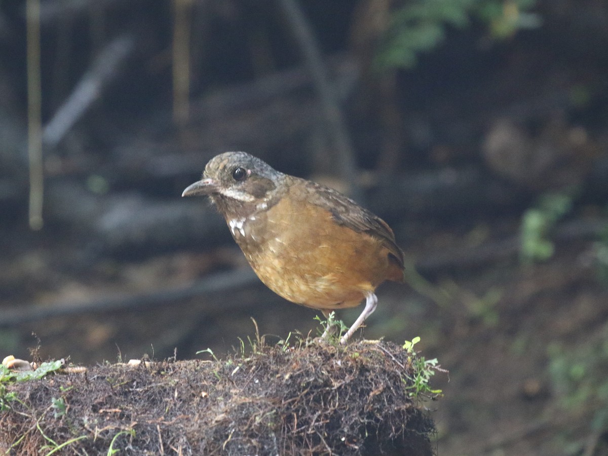 Moustached Antpitta - ML620823366