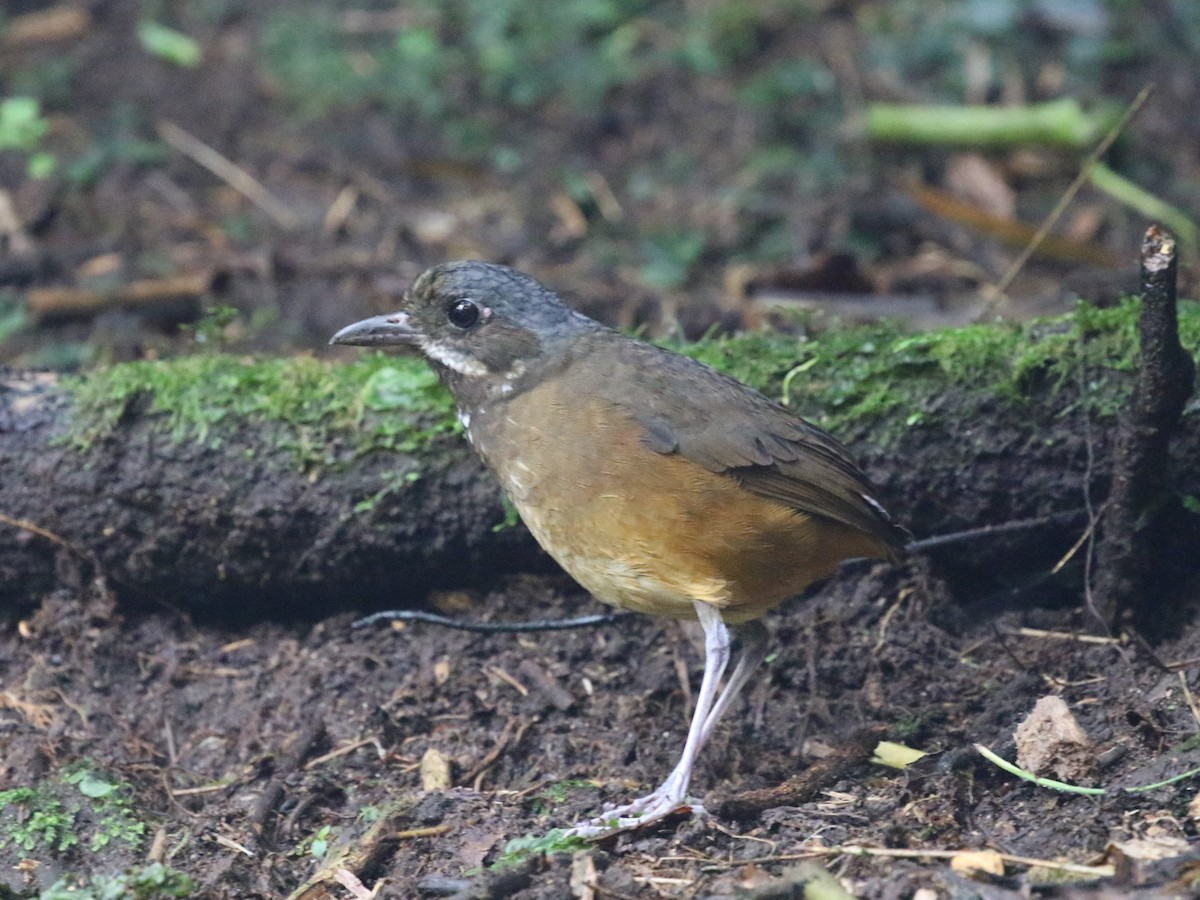 Moustached Antpitta - ML620823367