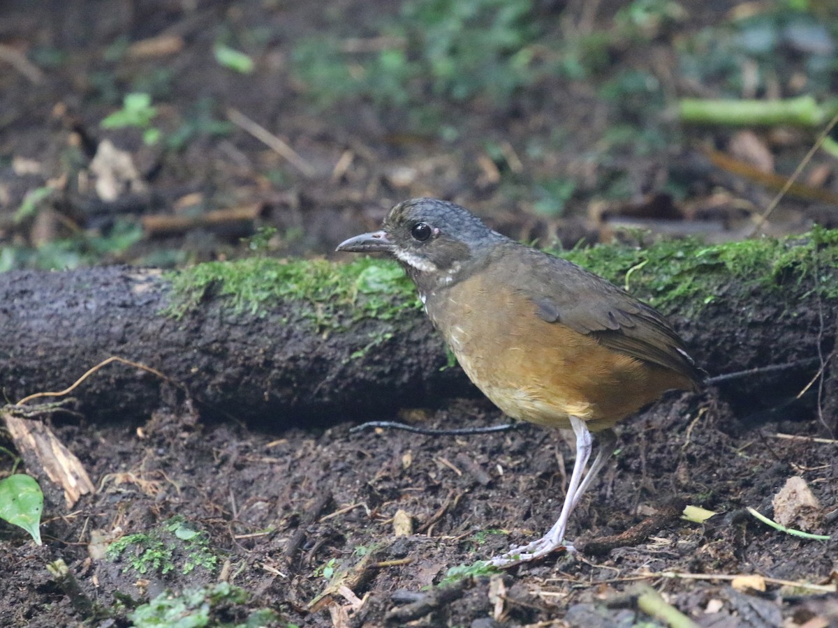 Moustached Antpitta - ML620823368