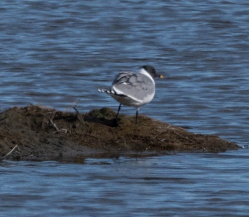 Gaviota de Sabine - ML620823370