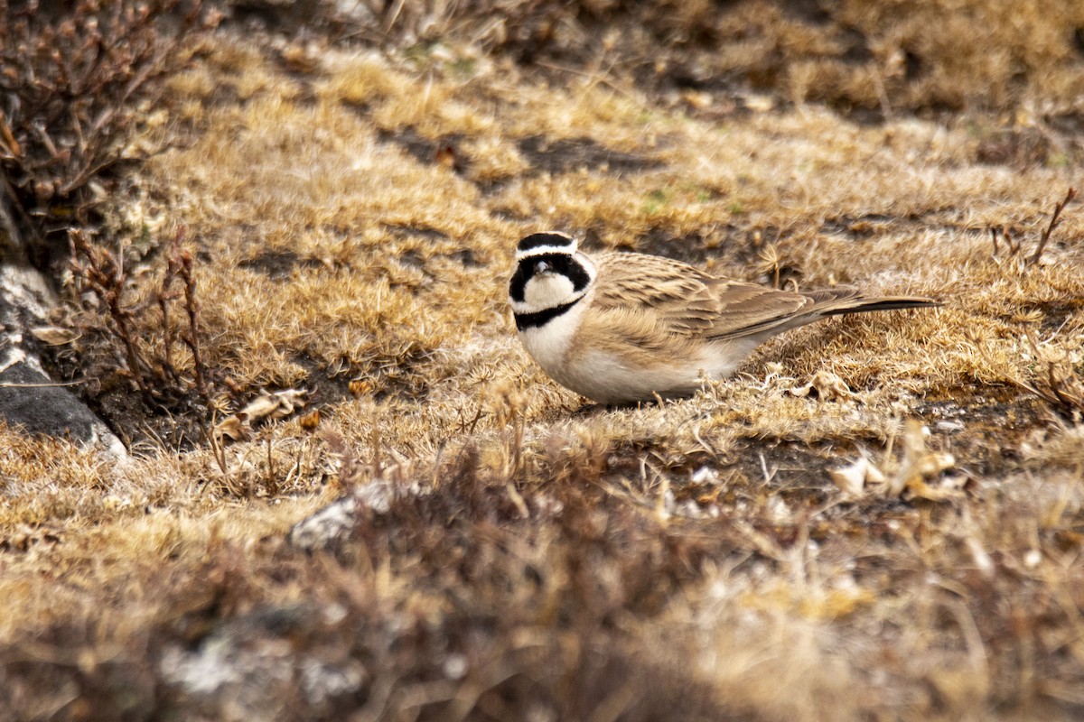 Horned Lark - Samyam Rumba