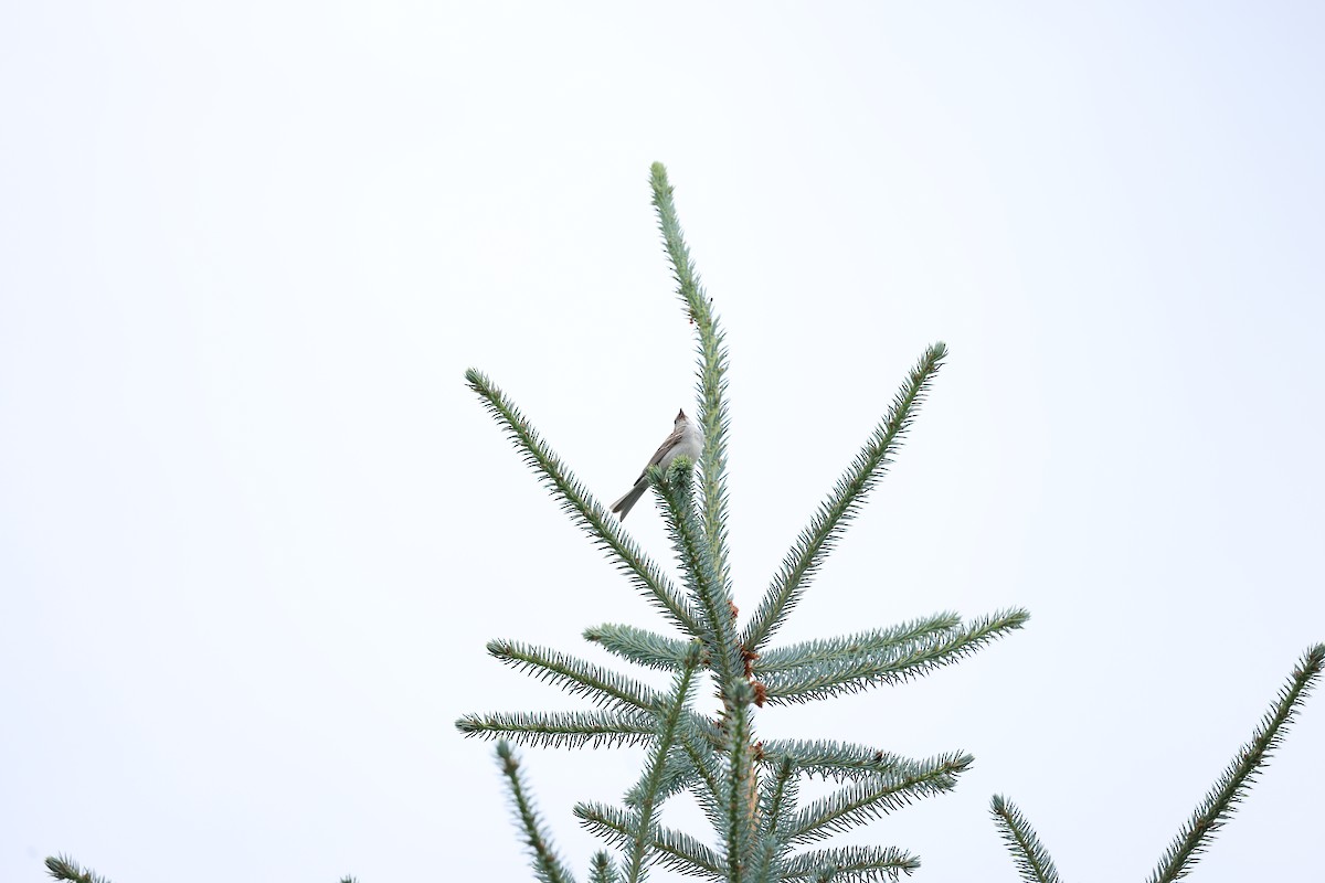 Chipping Sparrow - ML620823373