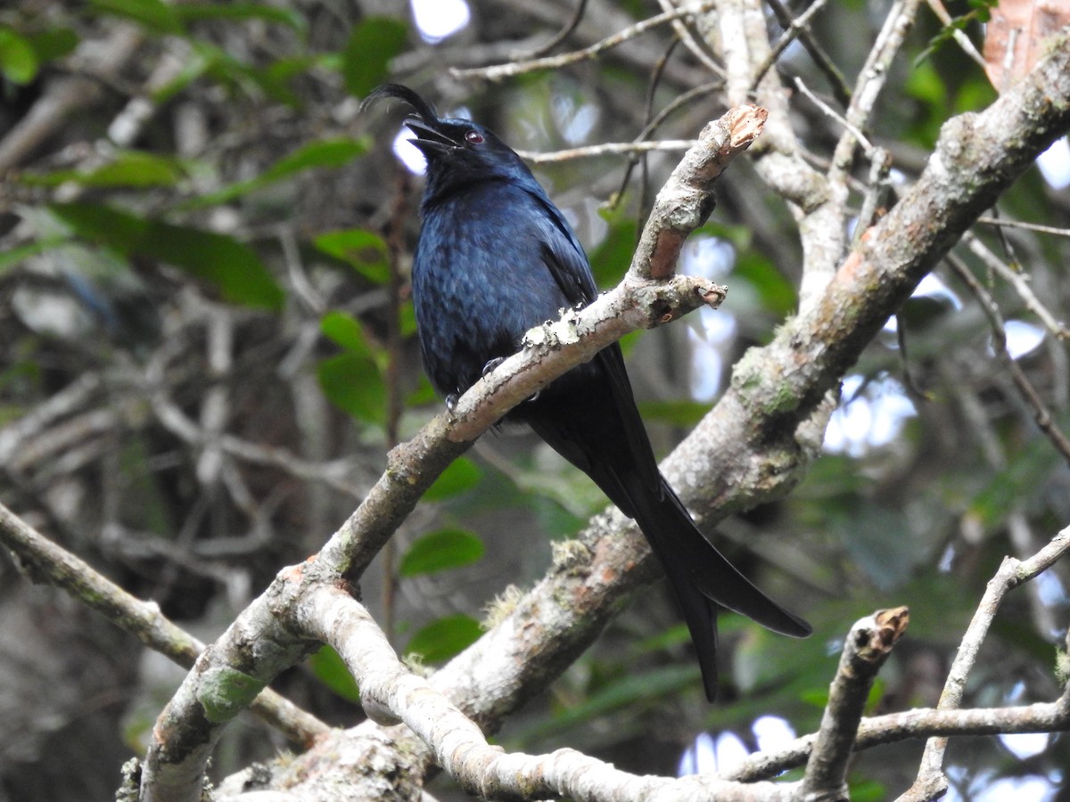 Crested Drongo - ML620823374