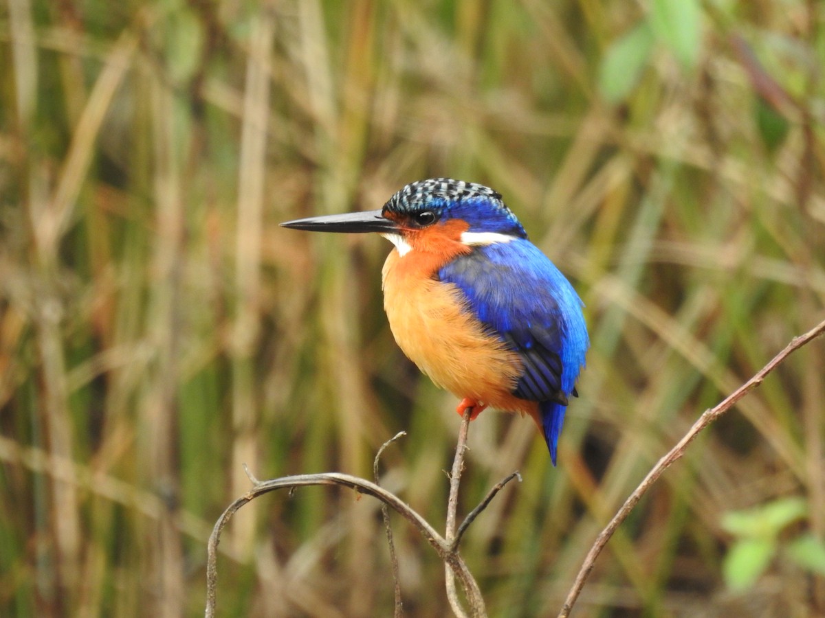 Malagasy Kingfisher - ML620823375