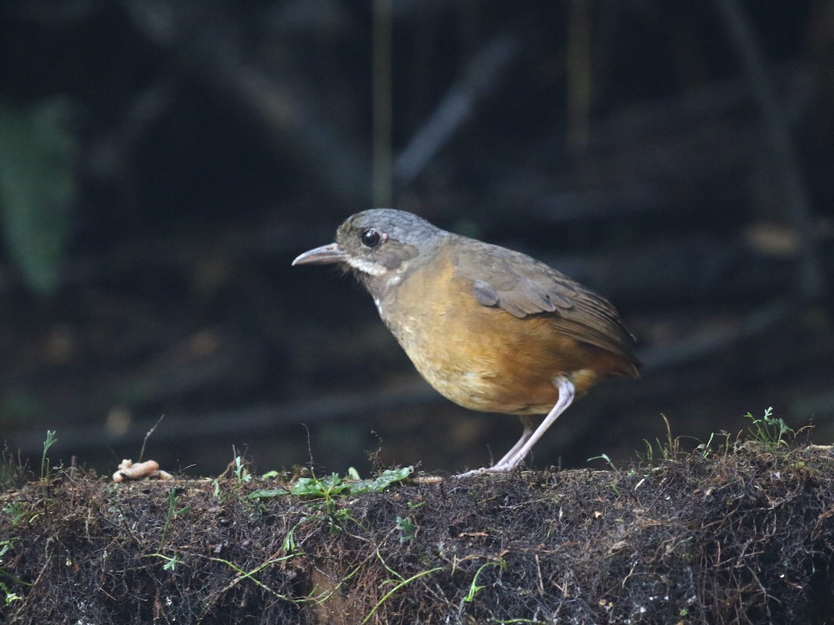 Moustached Antpitta - ML620823377