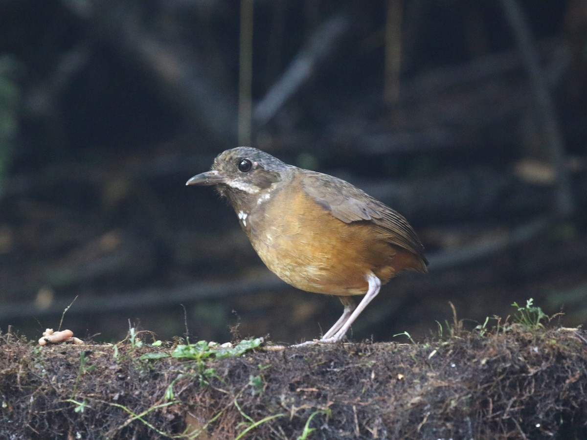 Moustached Antpitta - ML620823378