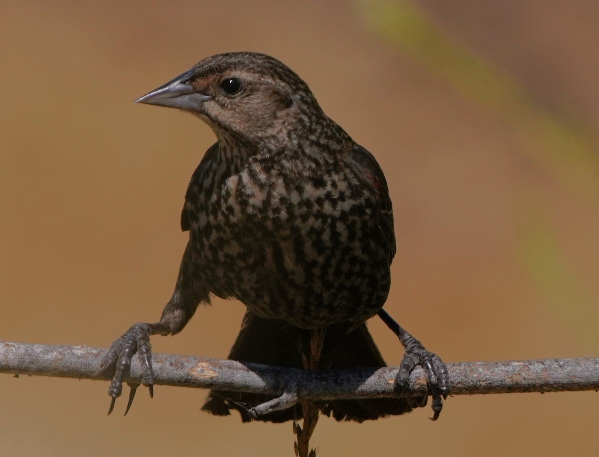 Red-winged Blackbird - ML620823380