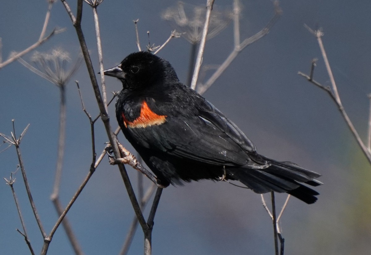 Red-winged Blackbird - ML620823381