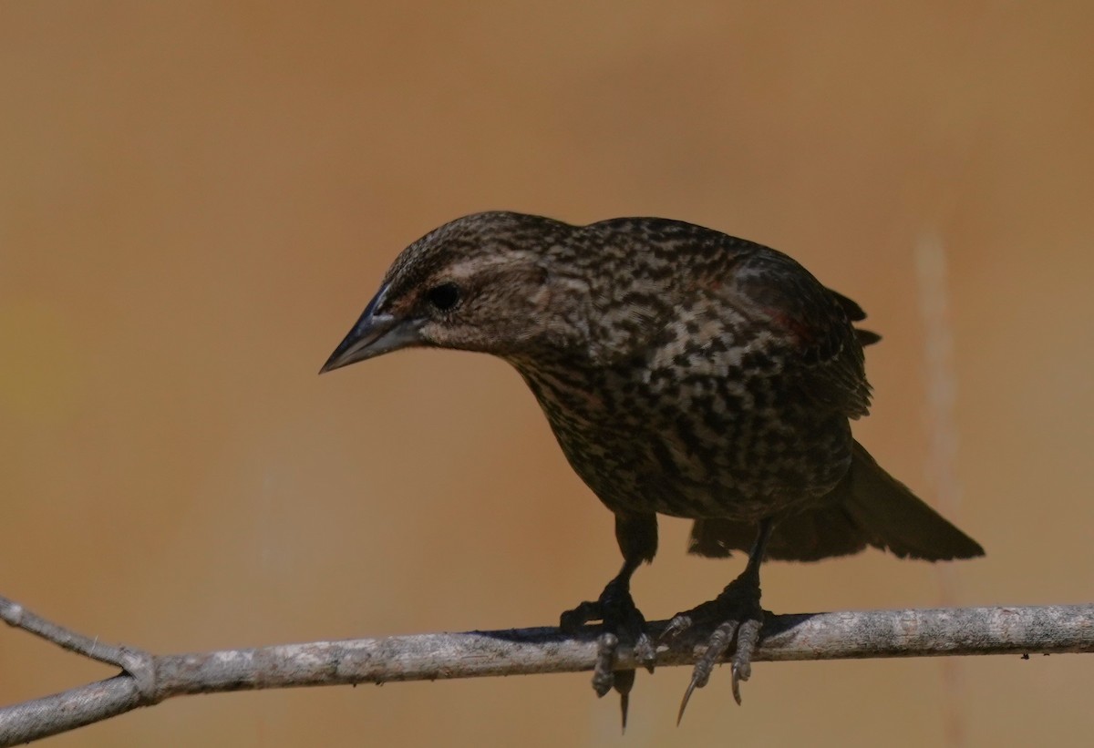 Red-winged Blackbird - ML620823382