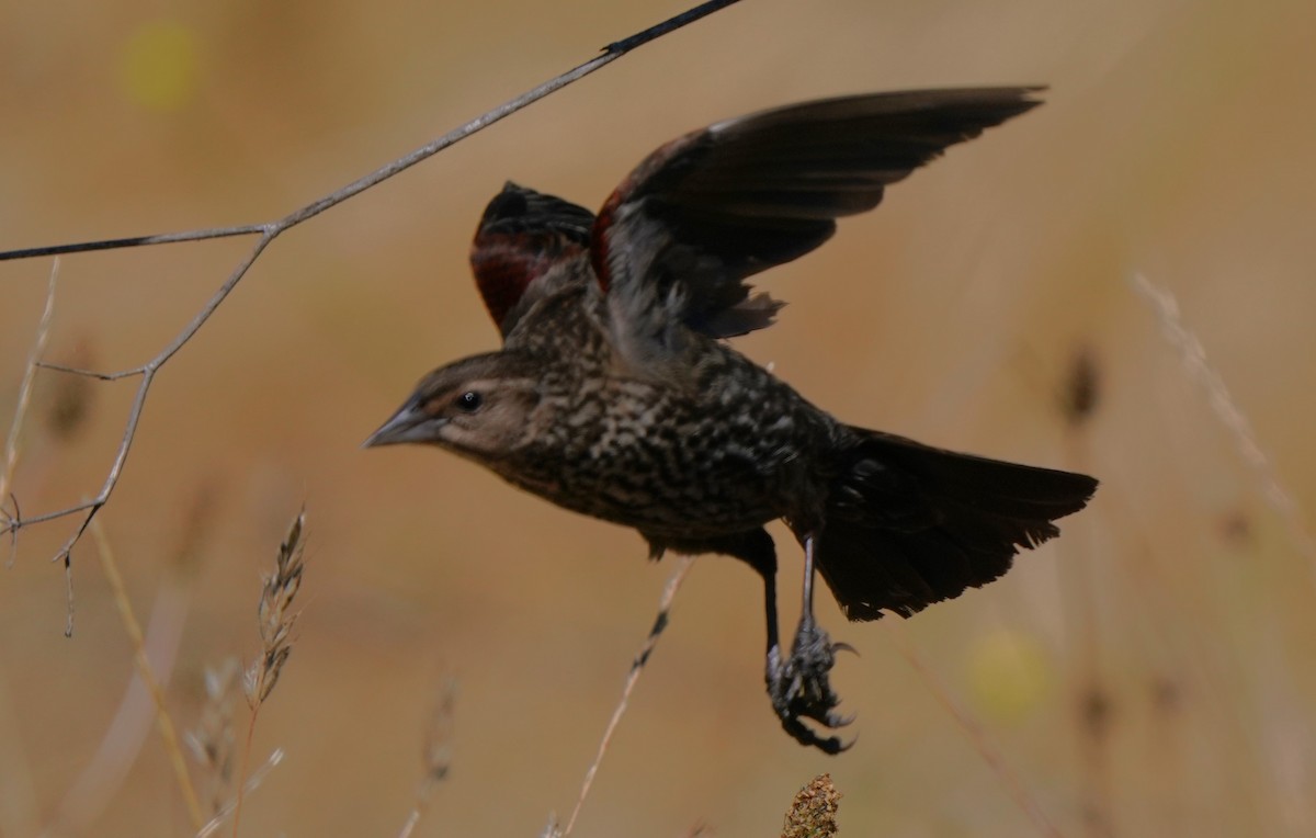 Red-winged Blackbird - ML620823383