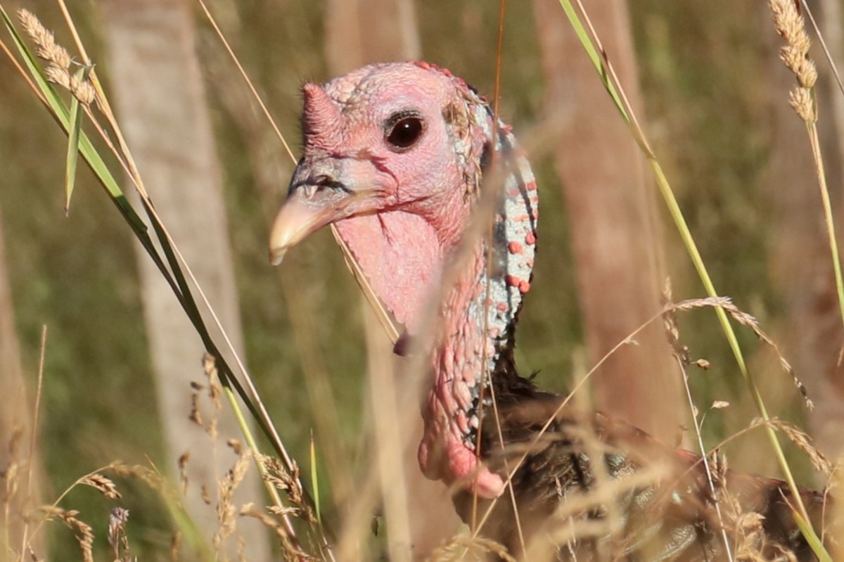 Wild Turkey - michael vedder