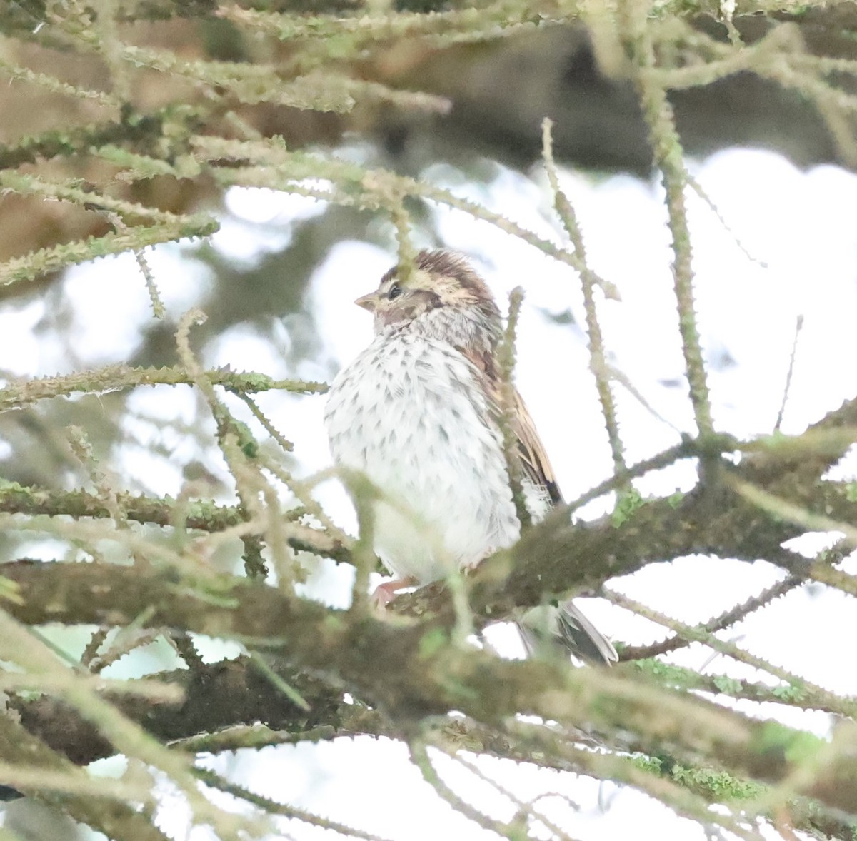 Chipping Sparrow - ML620823388