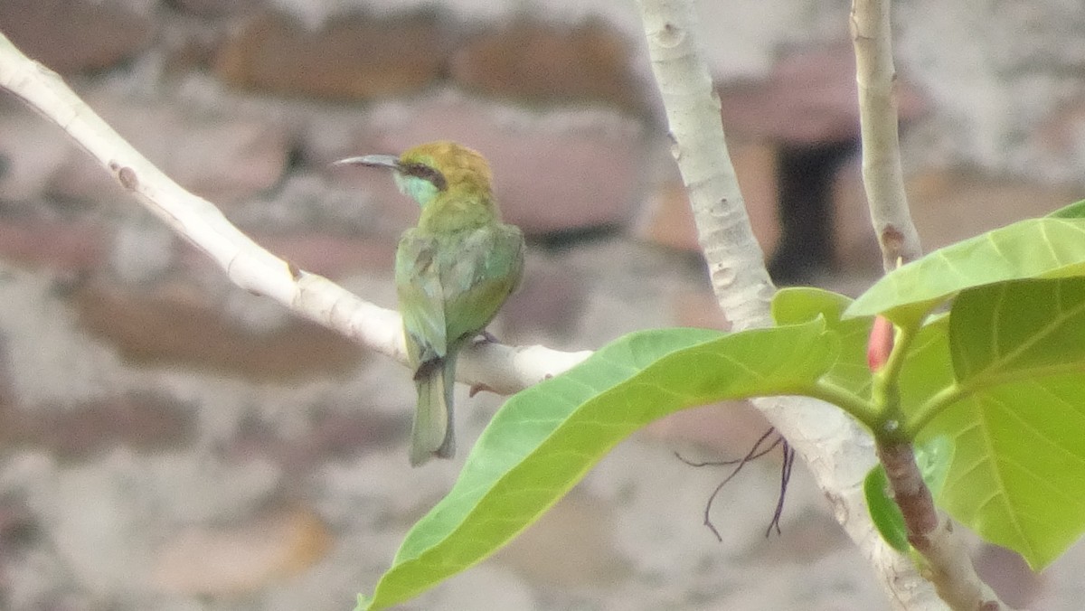 Blue-cheeked Bee-eater - ML620823390