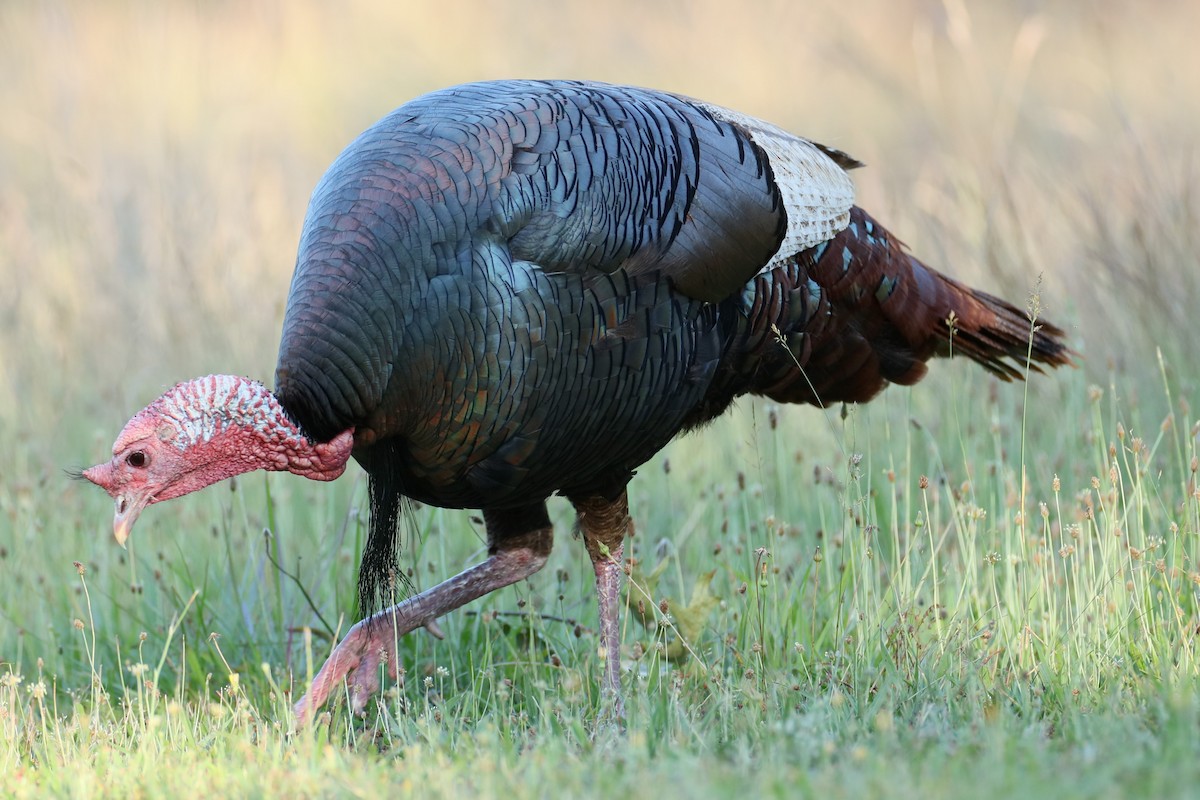 Wild Turkey - ML620823391