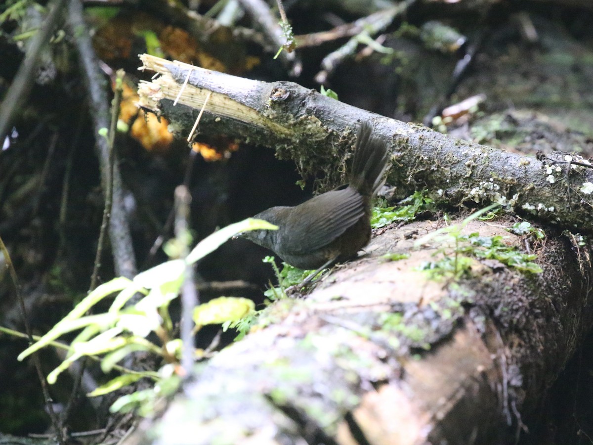 Nariño Tapaculo - ML620823393