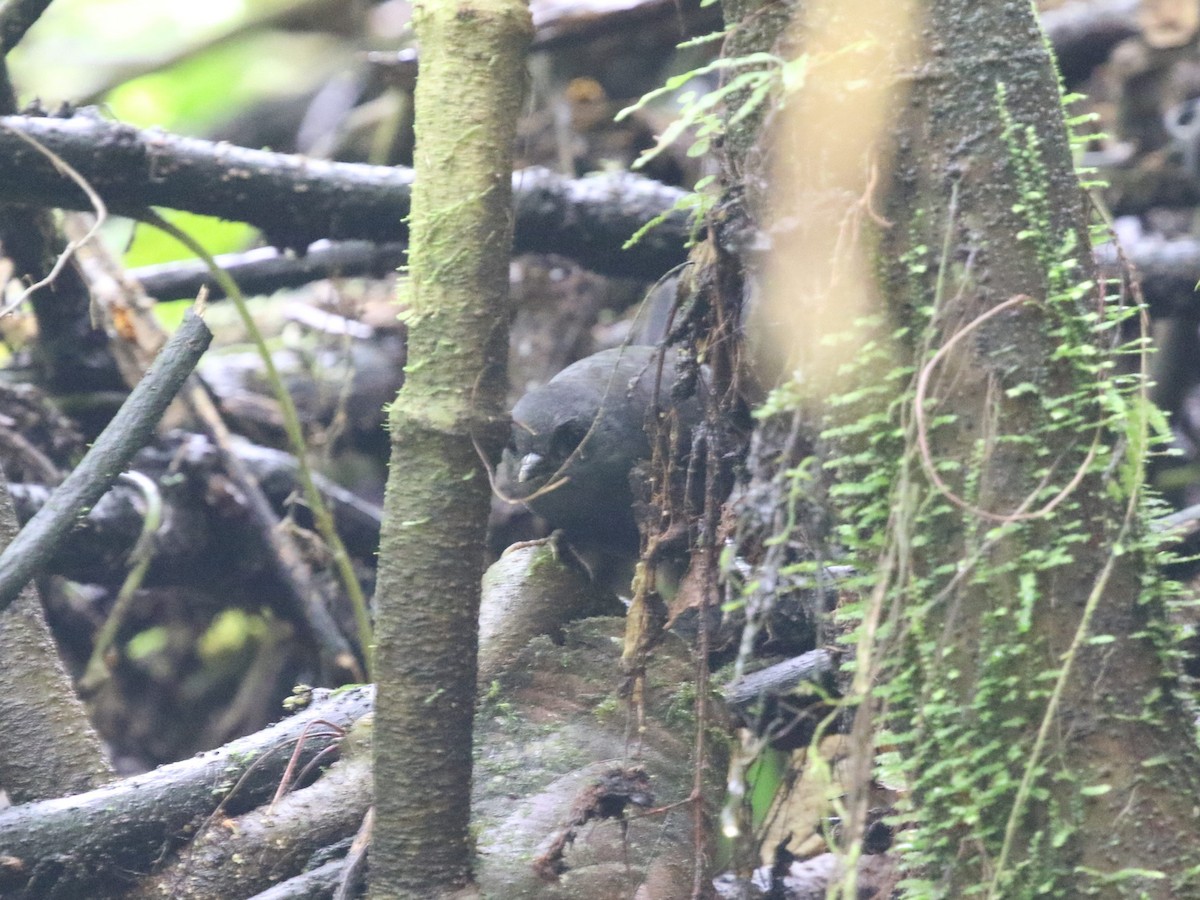 Nariño Tapaculo - Menachem Goldstein