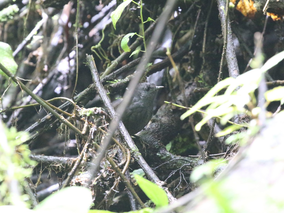 Nariño Tapaculo - ML620823400