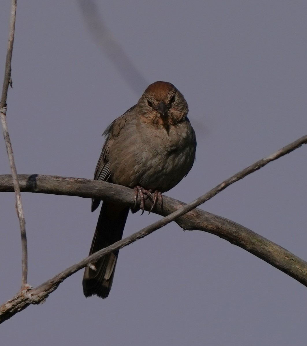 California Towhee - ML620823402