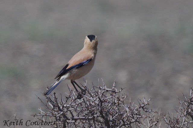 Mongolian Ground-Jay - ML620823422