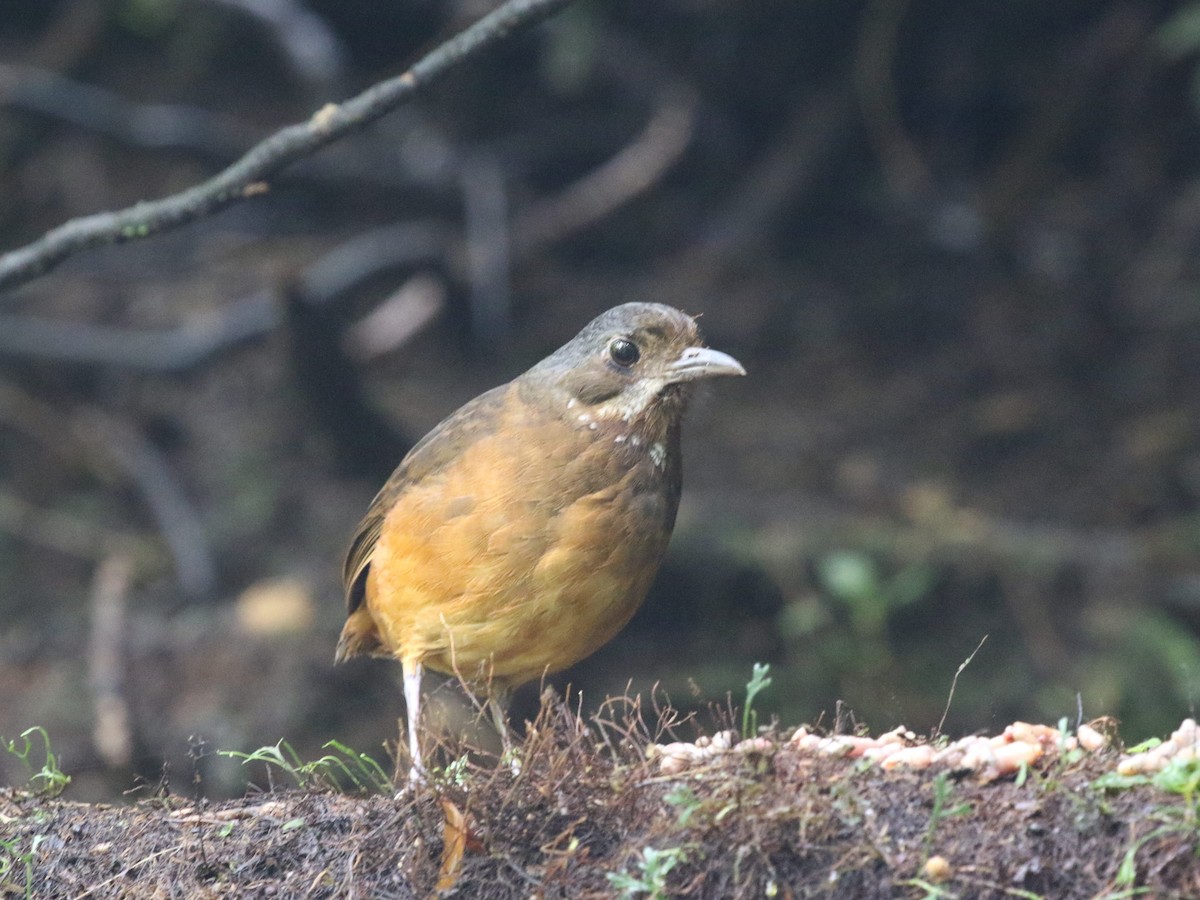 Moustached Antpitta - ML620823429