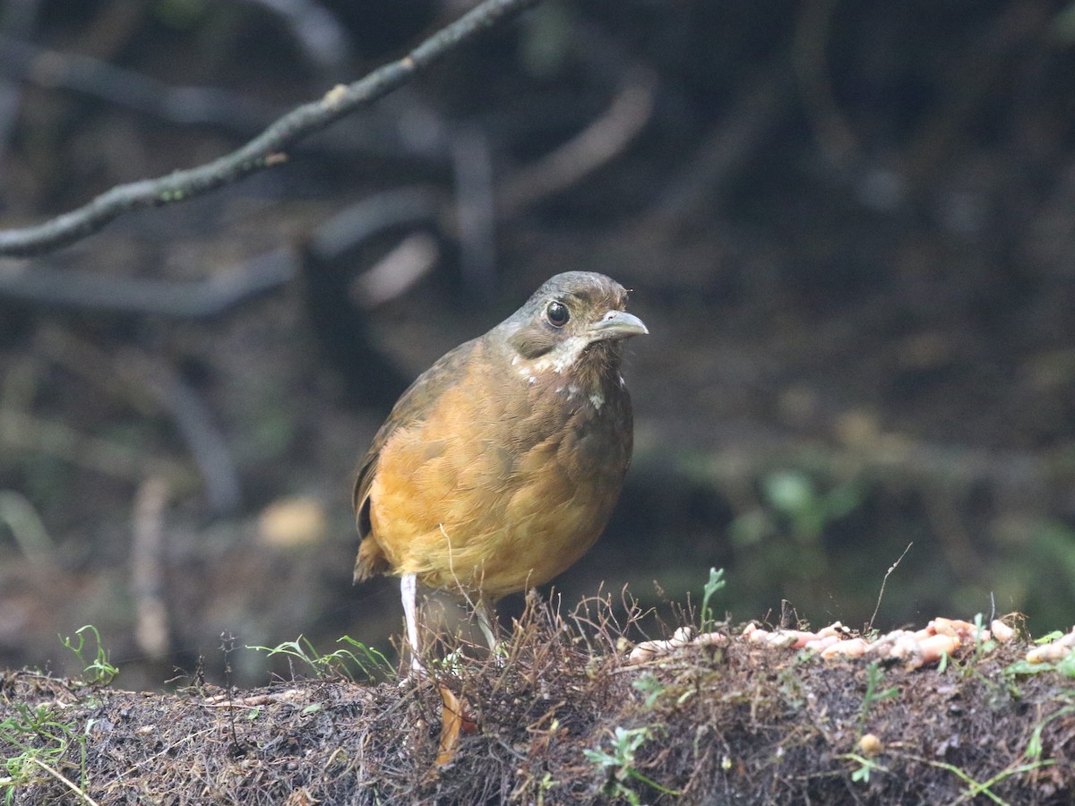 Moustached Antpitta - ML620823430