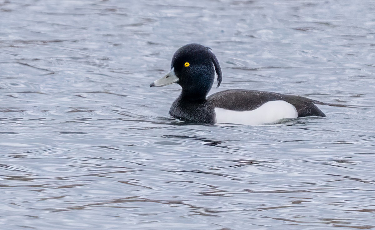 Tufted Duck - ML620823431