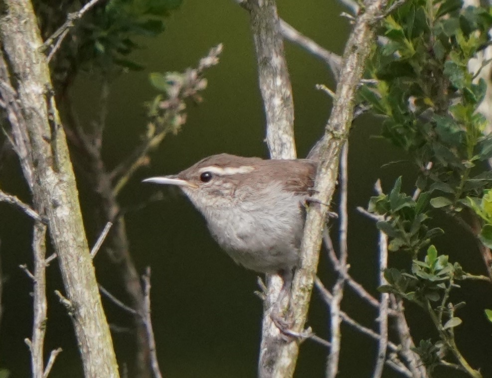 Bewick's Wren - ML620823436