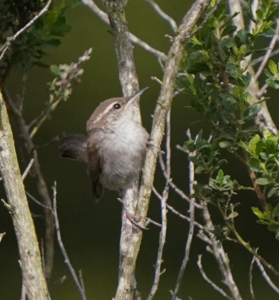 Bewick's Wren - ML620823437