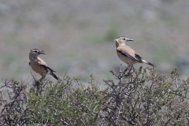 Mongolian Ground-Jay - ML620823441