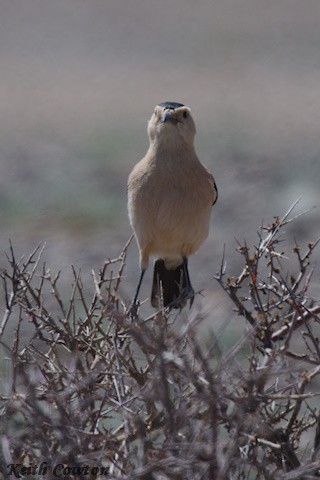 Mongolian Ground-Jay - ML620823442