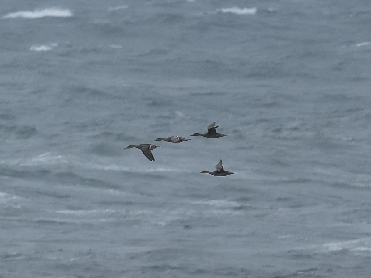 Northern Pintail - ML620823444