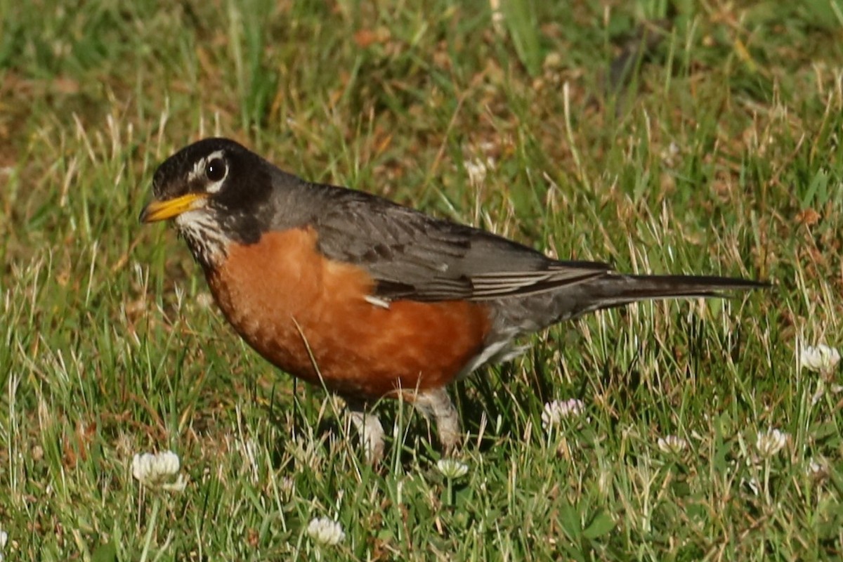 American Robin - ML620823445