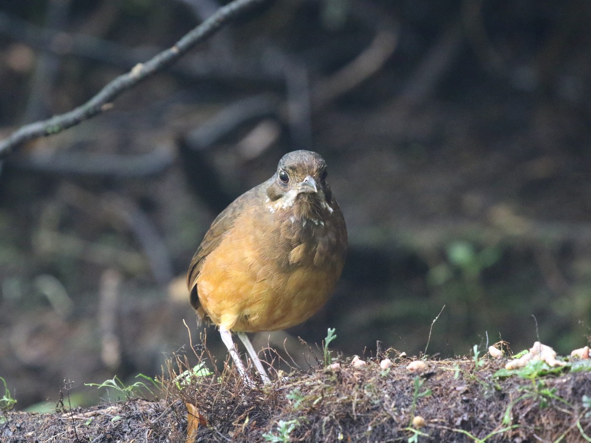 Moustached Antpitta - ML620823450