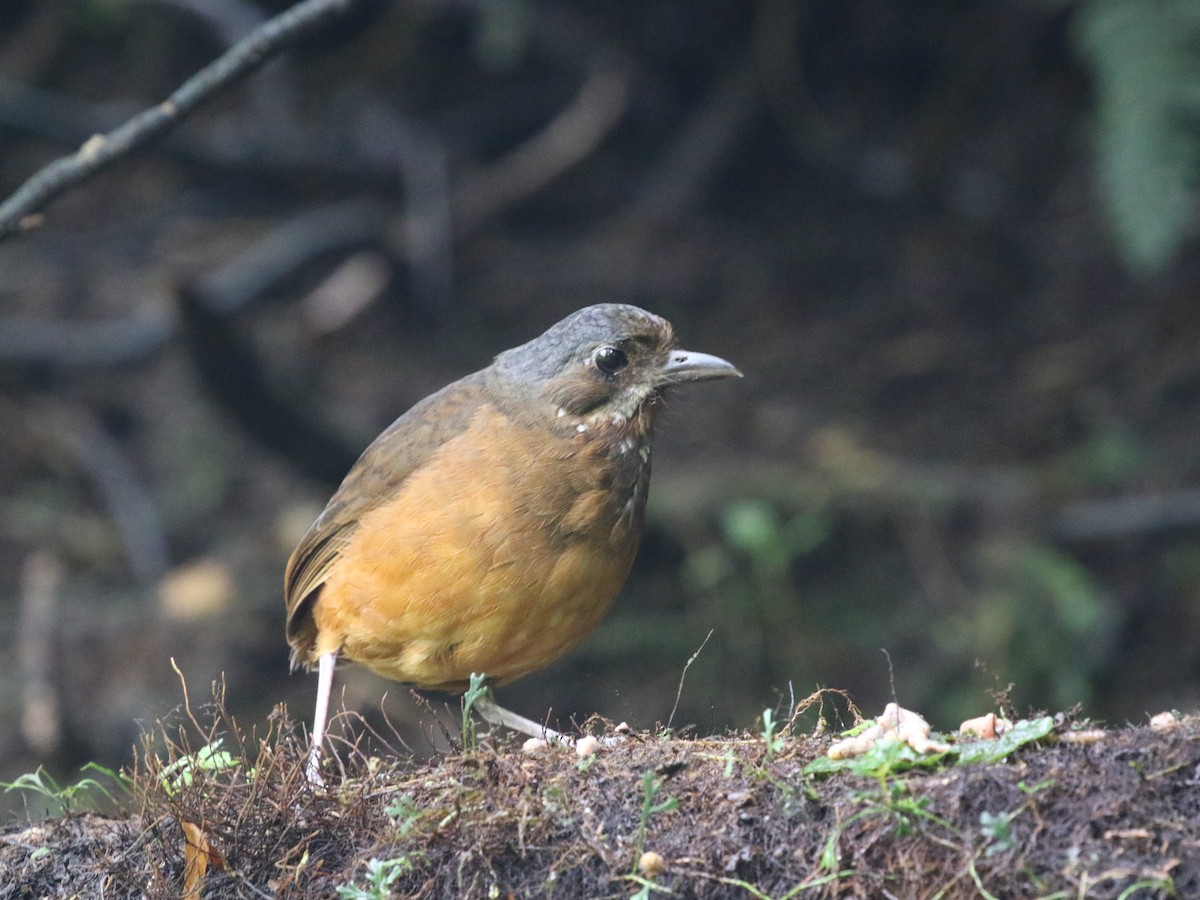 Moustached Antpitta - ML620823451