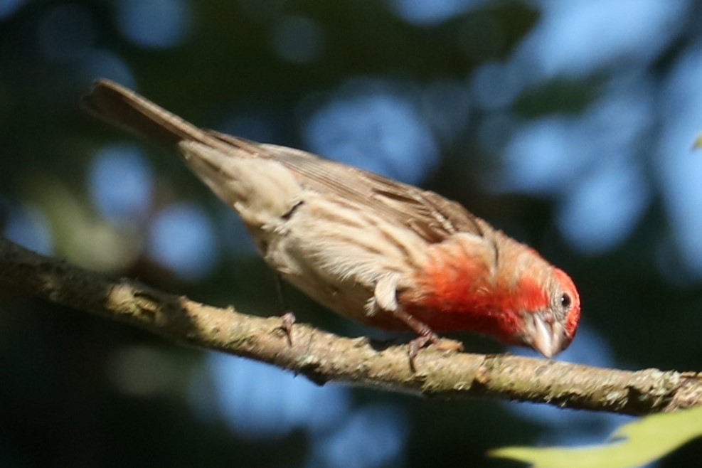 House Finch - ML620823452